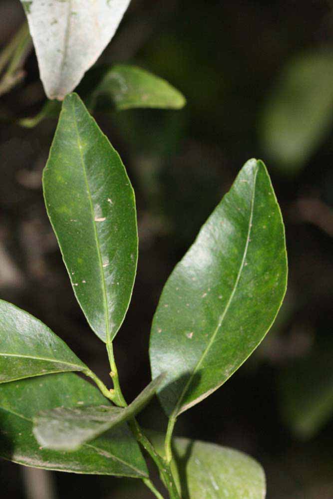              Unifoliolate leaf (Riverside, CA)       